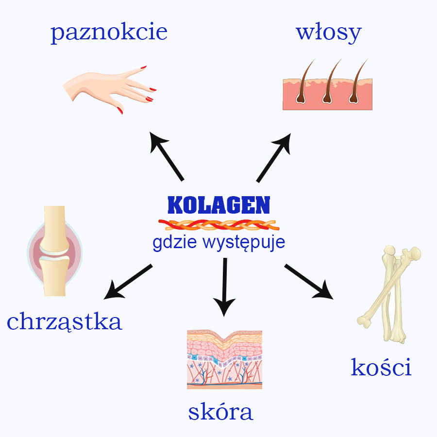 Kolagen Czym Jest Który Kolagen Wybrać